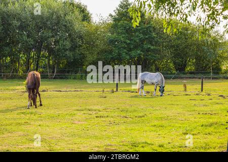 Horses grazing in a meadow, portrait of a horse in a pasture Stock Photo