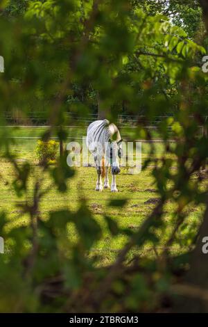 Horse grazing in a meadow, Portrait of a horse in a meadow Stock Photo