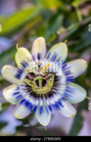 Blue passionflower (Passiflora caerulea), flower, close-up Stock Photo
