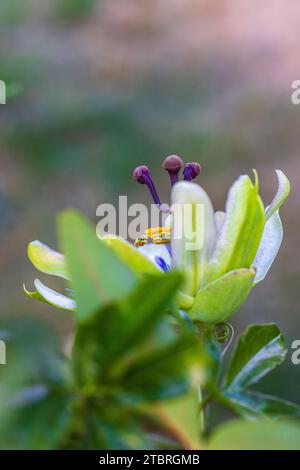 Blue passionflower (Passiflora caerulea), flower, close-up Stock Photo