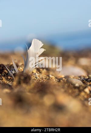 Feather on the beach, flotsam and jetsam Stock Photo