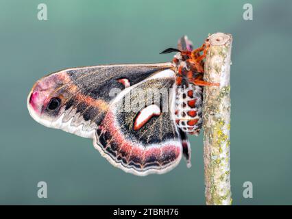 Macro side view of a female cecropia / silk moth on a branch, on a natural green background. Stock Photo