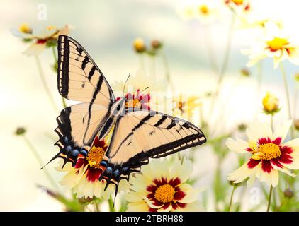 Macro of a two-tailed swallowtail butterfly (Papilio multicaudata) feeding on yellow coreopsis flowers. Top view with wings spread open. Stock Photo