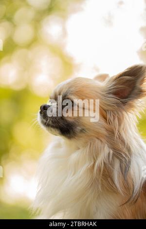 Chihuahua, longhaired, portrait, bokeh background Stock Photo