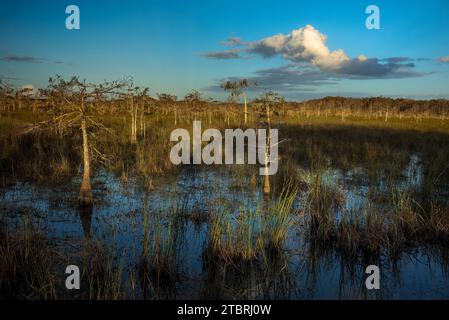 Dwarf Cypress Forest in the Everglades National Park, Florida, USA, Stock Photo