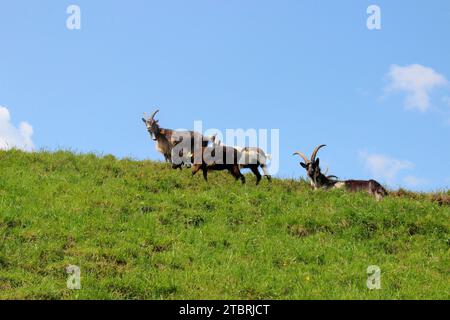 Goats on mountain meadow near Elmau Castle, mixed herd, cultural landscape management, goat herd, grazing, edge of forest, Germany, Bavaria, Upper Bavaria, Mittenwald Stock Photo