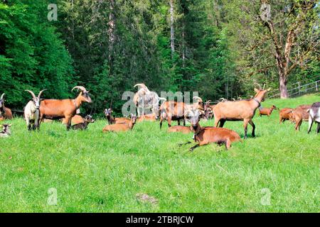 Goats on mountain meadow near Elmau Castle, mixed herd, cultural landscape management, goat herd, grazing, edge of forest, Germany, Bavaria, Upper Bavaria, Mittenwald Stock Photo