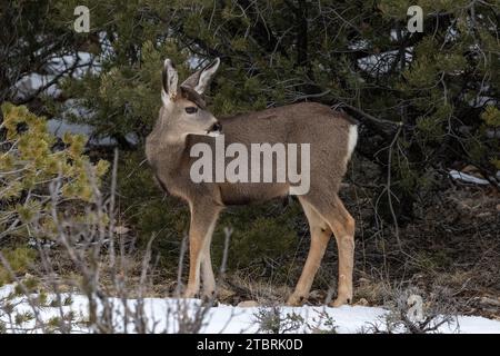 Mule Deer (Odocoileus hemionus) in Grand Canyon National Park. Standing in forest, looking behind itself. Snow on ground. Stock Photo