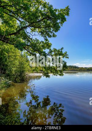 Maisinger See nature reserve near Maising, Upper Bavaria, Bavaria, Germany, Europe Stock Photo