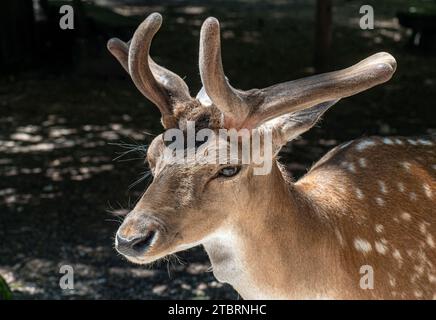 Fallow deer, fallow deer, Dama Dama, Poing Wildlife Park, Bavaria, Germany, Europe Stock Photo