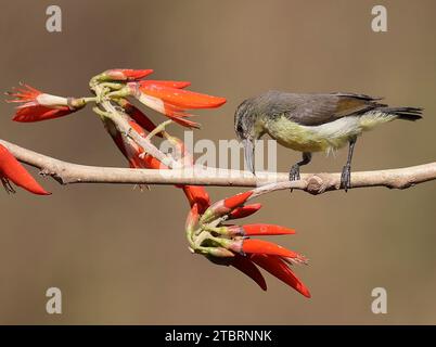 The purple-rumped sunbird is a sunbird endemic to the Indian Subcontinent. Like other sunbirds, they are small in size, feeding mainly on nectar but sometimes take insects, particularly when feeding young. They can hover for short durations but usually perch to lap nectar from flowers. This image is purple-rumped sunbird female Stock Photo