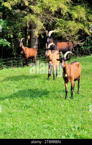Goats on mountain meadow, goat herd, grazing, edge of forest, Germany, Bavaria, Upper Bavaria, Colored German goats Stock Photo
