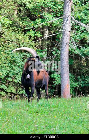 billy goat on mountain meadow, grazing, edge of forest, Germany, Bavaria, Upper Bavaria, Colored German goats Stock Photo