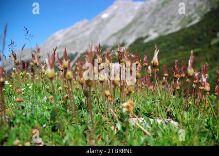 Alpine meadow with faded white silverroot in the foreground, in the immediate vicinity of the Karwendelhaus on the Hochalmsattel, Karwendel Nature Par Stock Photo