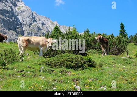 Cow, cows, or calf, calves breed Tiroler Braunvieh on the Hochalm, at the Karwendelhaus, Austria, Tirol, Karwendel, Karwendelgebirge Stock Photo