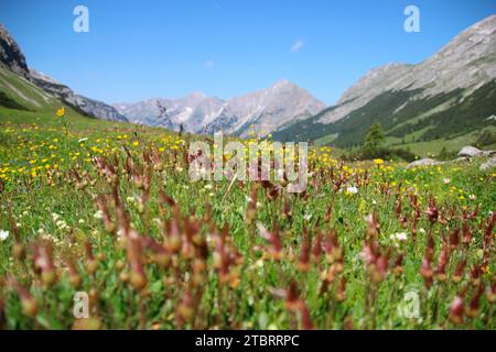 Alpine meadow with faded white silverroot in the foreground, in the immediate vicinity of the Karwendelhaus on the Hochalmsattel, Karwendel Nature Par Stock Photo