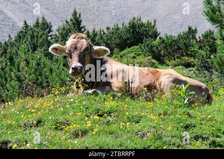 Cow, cows, or calf, calves breed Tiroler Braunvieh on the Hochalm, at the Karwendelhaus, Austria, Tirol, Karwendel, Karwendelgebirge Stock Photo