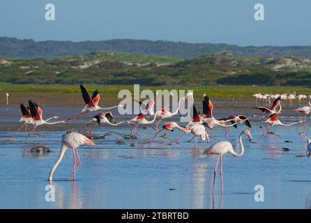 Greater Flamingos (Phoenicopterus roseus), Bot River estuary, Overberg, South Africa, Stock Photo