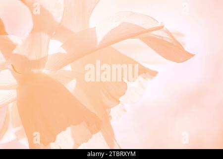 Abstract floral background with copy space, in shades of peach fuzz. New color of the year 2024. Stock Photo
