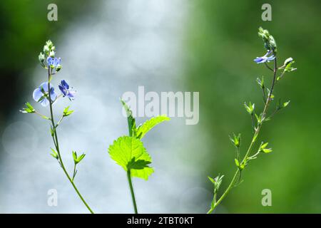 Europe, Germany, Hesse, Lahn-Dill-Bergland Nature Park, Blossoms of germander speedwell (Veronica chamaedrys) Stock Photo