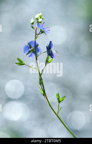 Europe, Germany, Hesse, Lahn-Dill-Bergland Nature Park, Blossoms of germander speedwell (Veronica chamaedrys) Stock Photo