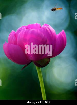 Europe, Germany, Hesse, Lahn-Dill-Bergland Nature Park, Peony blossom (Paeonia) against the light, insect approaching Stock Photo