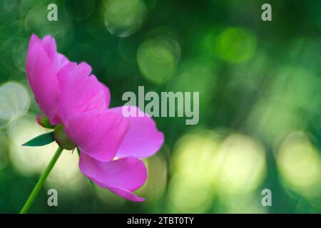 Europe, Germany, Hesse, Lahn-Dill-Bergland Nature Park, Peony blossom (Paeonia) against the light Stock Photo