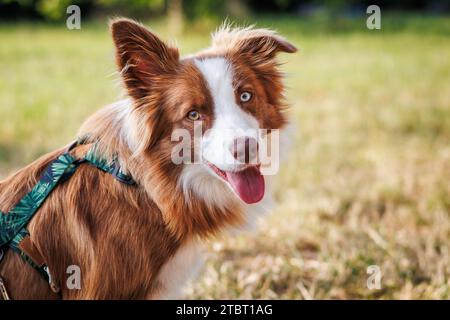 Border Collie dog with Heterochromia different colored eyes. Cute dog looking at camera Stock Photo