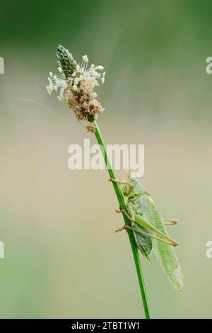 great green bush cricket (Tettigonia viridissima), male on ribwort plantain (Plantago lanceolata), North Rhine-Westphalia, Germany Stock Photo