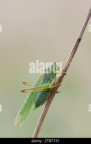 great green bush cricket (Tettigonia viridissima), male, North Rhine-Westphalia, Germany Stock Photo