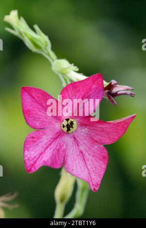 Ornamental tobacco (Nicotiana alata), flower, North Rhine-Westphalia, Germany Stock Photo