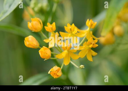 Indian milkweed 'Silky Gold' (Asclepias curassavica), flowers Stock Photo