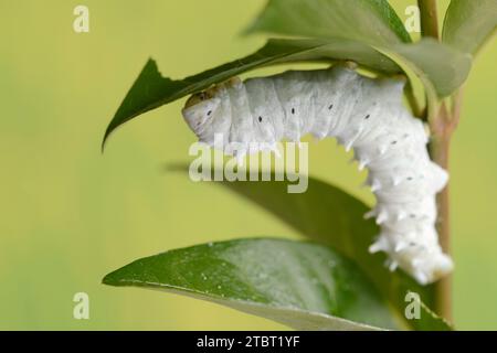 Tree of God moth or Ailanthus moth (Samia cynthia), caterpillar Stock ...