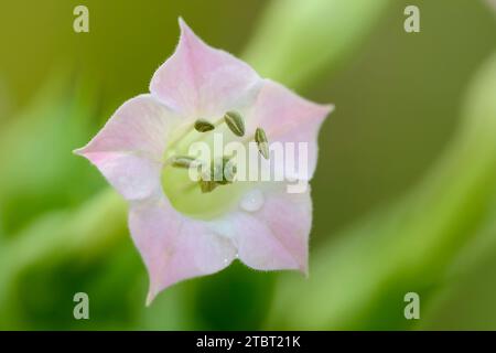Virginian tobacco (Nicotiana tabacum), flower Stock Photo