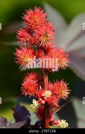 Miracle tree (Ricinus communis), fruit bunch Stock Photo