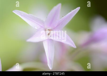 Cape lily (Tulbaghia violacea), flower, occurrence in South Africa Stock Photo