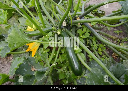 Zucchini (Cucurbita pepo subsp. pepo convar. giromontiina), flower and fruit Stock Photo