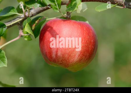 Autumn apple 'Santana' (Malus domestica), apple variety Santana, apple on a tree, Germany Stock Photo