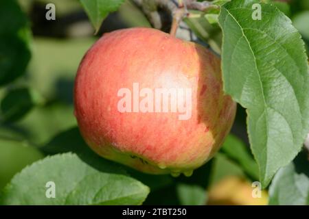 Autumn apple 'Elstar' (Malus domestica), apple variety Elstar, apple on a tree, Germany Stock Photo