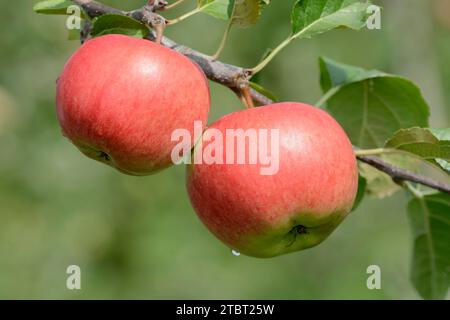 Autumn apple 'Elstar' (Malus domestica), apple variety Elstar, apples on the tree, Germany Stock Photo