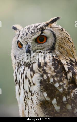 Bengal Eagle Owl or Indian Eagle Owl (Bubo bengalensis), portrait Stock Photo