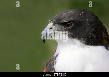 Hybrid between White-tailed Hawk and Red-backed Hawk (Buteo albicaudatus, Geranoaetus albicaudatus x Buteo polyosoma), portrait of a mating bird Stock Photo