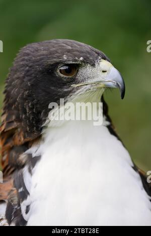 Hybrid between White-tailed Hawk and Red-backed Hawk (Buteo albicaudatus, Geranoaetus albicaudatus x Buteo polyosoma), portrait of a mating bird Stock Photo