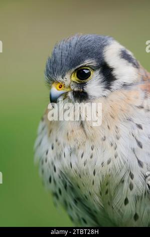 American kestrel (Falco sparverius), male, portrait Stock Photo
