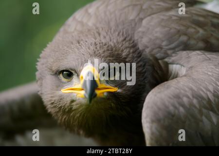 Steppe eagle (Aquila nipalensis), portrait Stock Photo