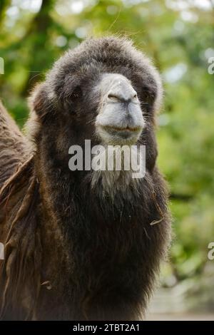 Bactrian camel or two-humped camel (Camelus ferus), portrait Stock Photo