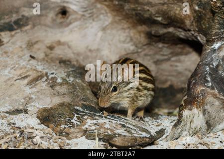 Barbary striped grass mouse (Lemniscomys barbarus), found in North Africa Stock Photo