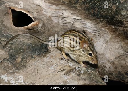 Barbary striped grass mouse (Lemniscomys barbarus), occurrence in North Africa Stock Photo