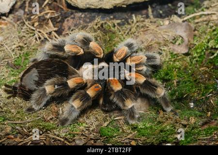 Mexican red-kneed tarantula (Brachypelma smithi) Stock Photo