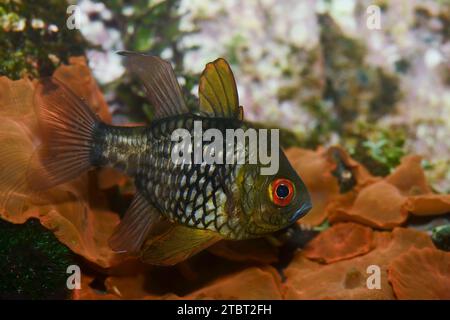 Pyjama cardinalfish (Apogon nematoptera, Apogon nematopterus ...